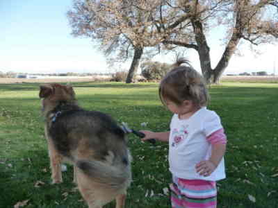 Lexie peinando la perra